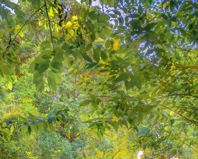 小米路由器青春版重新设置