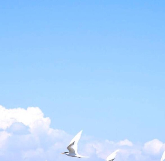 黑夜de白羊家教