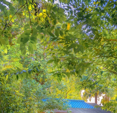 wcg世界总决赛与wcg历年冠军详解