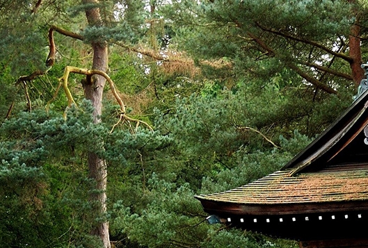 百度医疗广告 魏则西