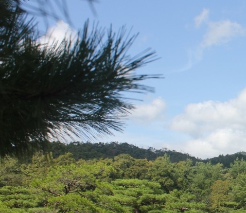 实验室搅拌器