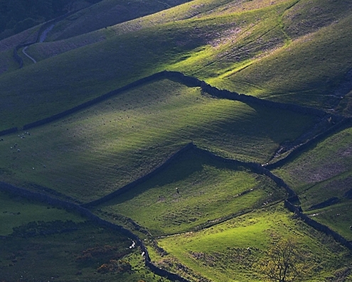 珍珠鸡的功效和作用