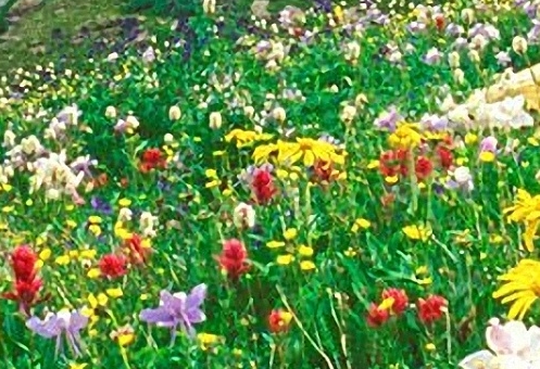 菲律宾眼镜猴保护区