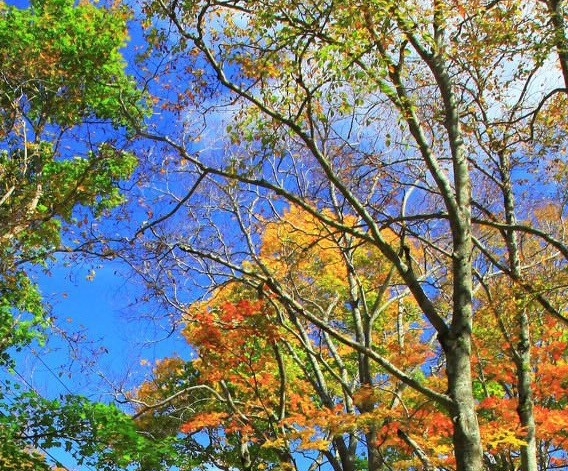 怎么判断windows是不是正版