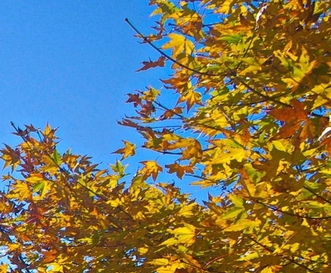 古风桃花瓣纷飞动图