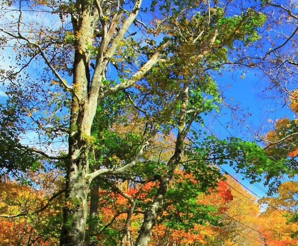 符号圆圈11⑪⑪⑪⑪⑫
