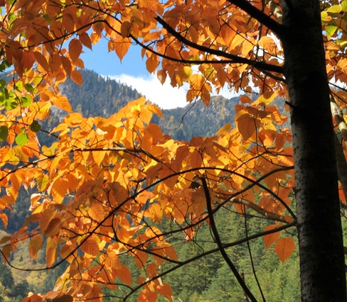 花千骨之吾乃白子画