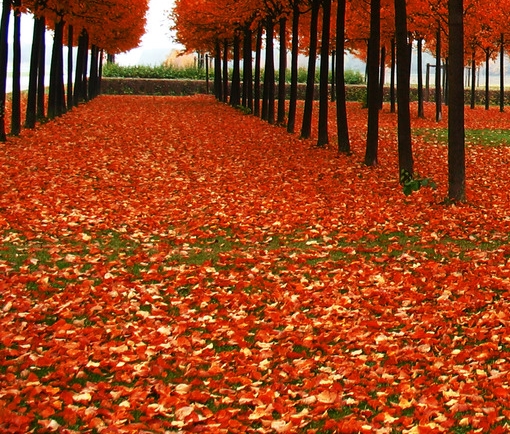 气功大师严新的妻子