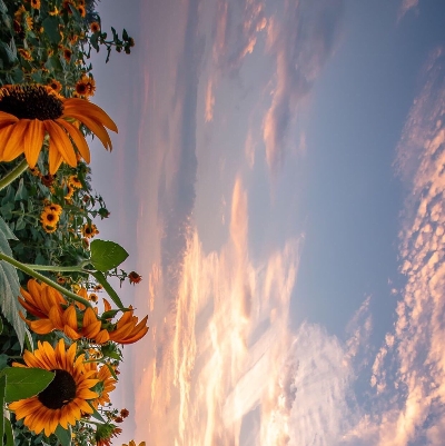 迷你世界和我的世界有什么区别