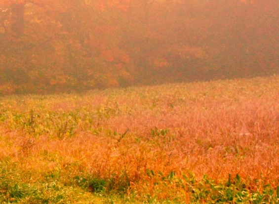 龙芯科技有限公司股权