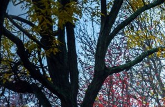 奇迹少女分身是第几集