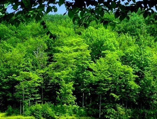 创意山楂咖啡