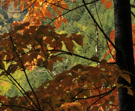 魔兽世界bfa是哪个版本