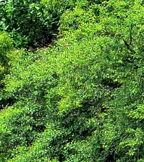 小区草坪美化创意图片