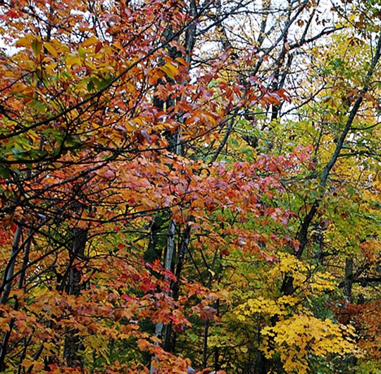 防尘杯子收纳置物架