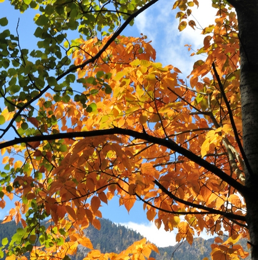 科技岛黑科技交流社区