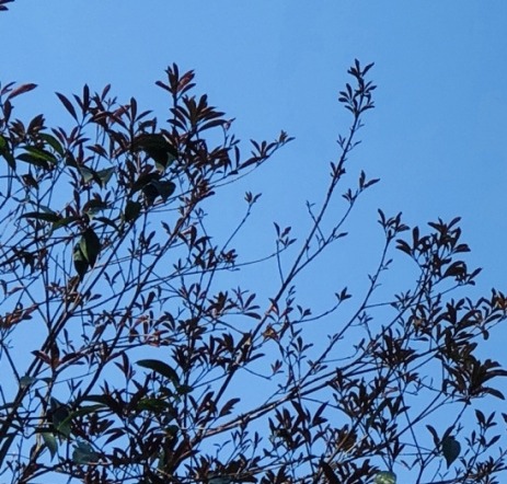 河南科技传媒学院招聘