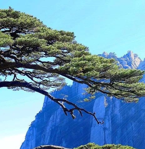 科技上瘾：避免与建议
