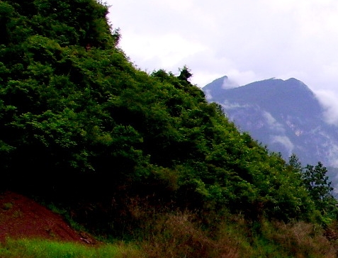 丁丁猫管家科技