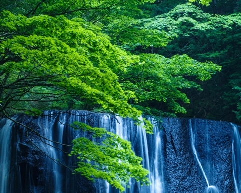 长颈鹿简笔画