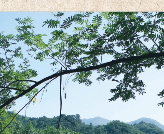 小风子直播间
