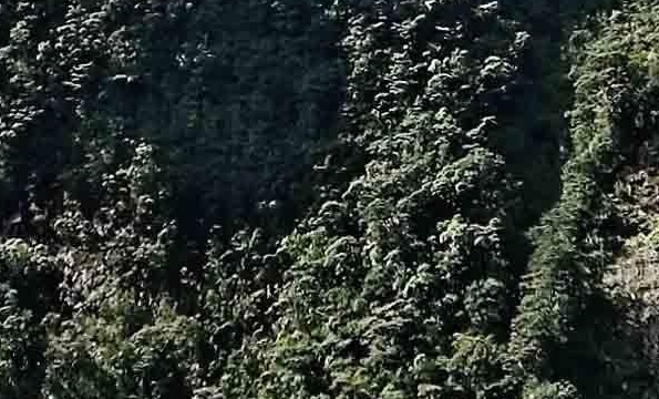 心灵法医露露案