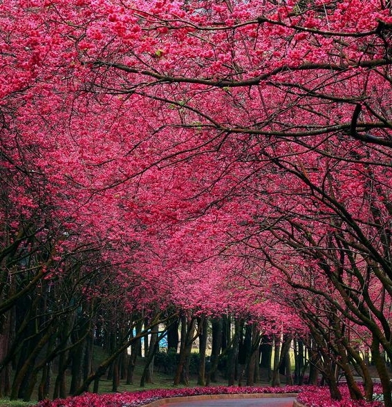 花束绘画教程