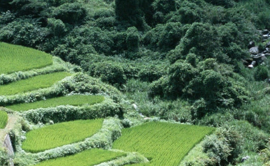 邀请函图片 模板