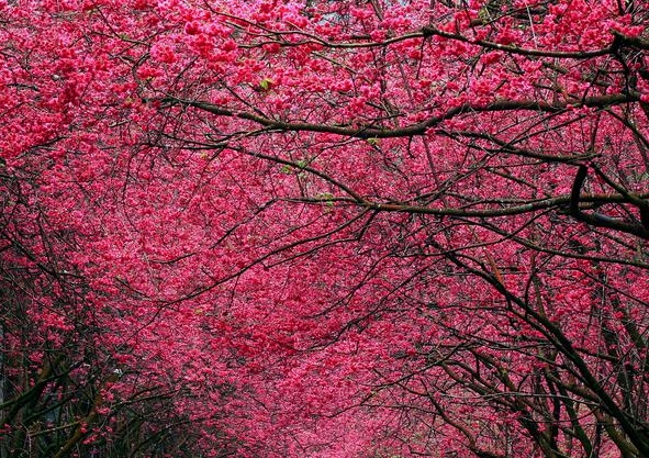 缤纷世界花园