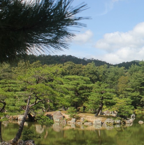 章鱼核心阵容
