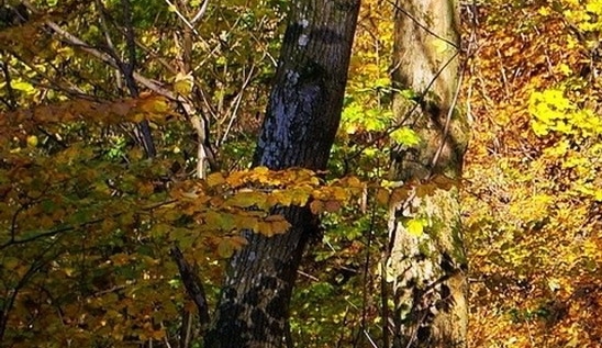 世界名画模仿秀图片