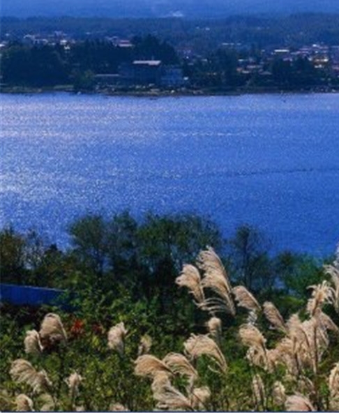 哈尔滨小虫科技