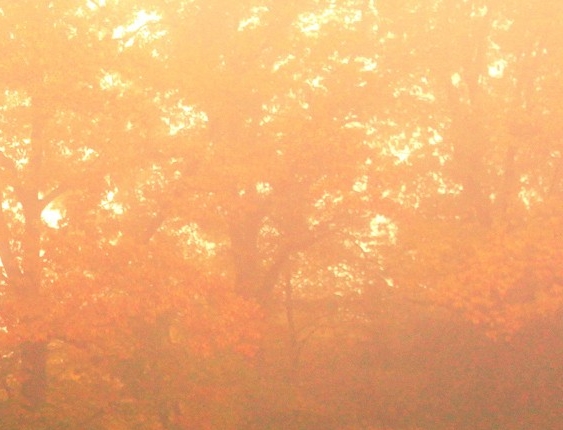 大竹孕婴世界电话