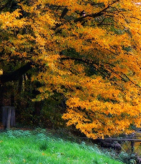 龙族之从世界树开始