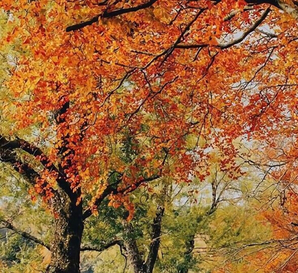 以柳树为主题的画