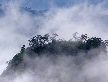 从世界树开始成神