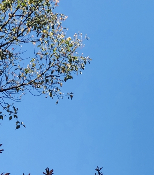 七上生物必考点