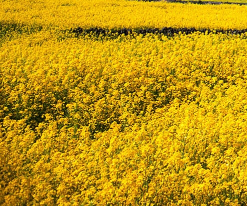 世界红物质权剑怎么做?