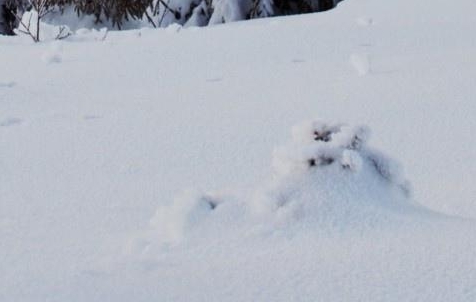 世界小姐的评选要求