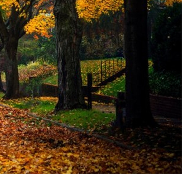 心灵之花为话题的题目有哪些