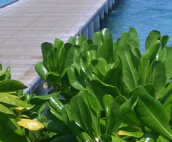 深圳市九叶集团跨境电商