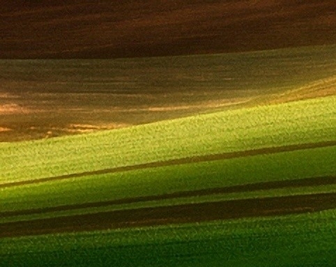 年会创意节目舞狮
