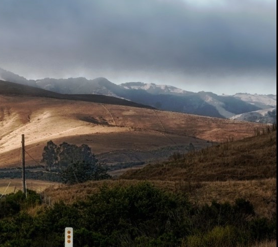 有棵树科技有限公司怎么样