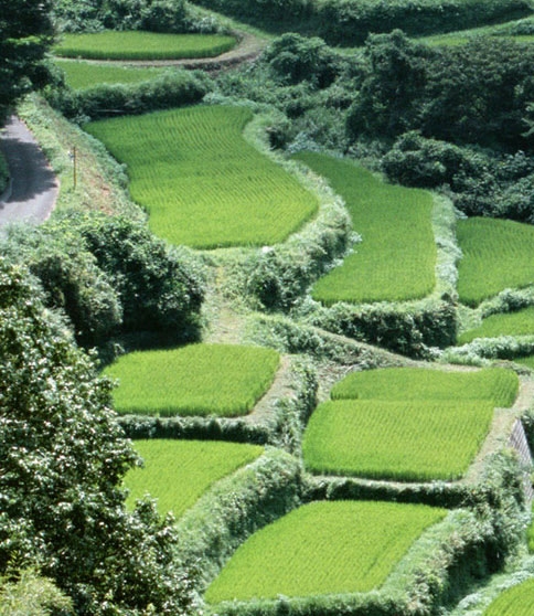 舞蹈世界和桃李杯哪个含金量高