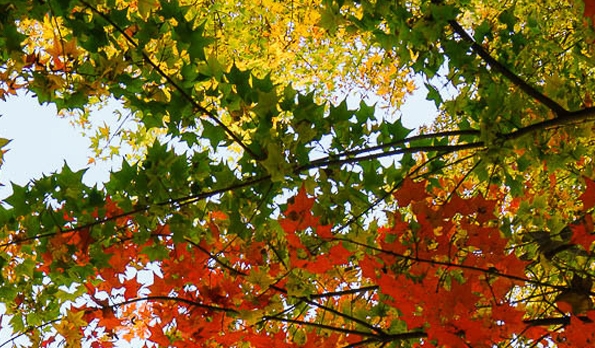 狗品种大全图片及价格图片