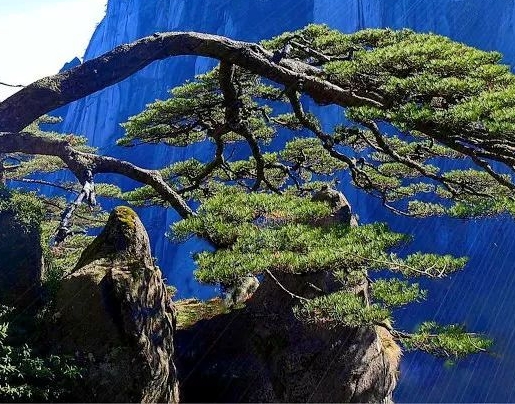 中高筒棉袜
