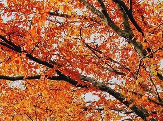 我的创意拜年活动