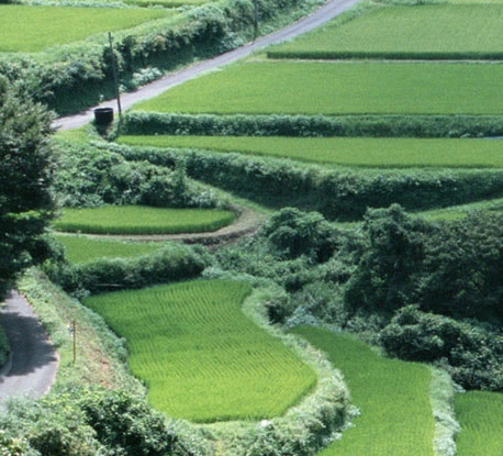 彗星天使内裤是不是品牌