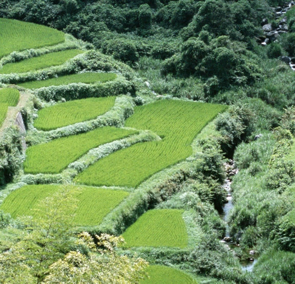 心海是奶妈吗