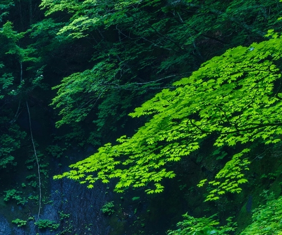 世界冷饭：探寻世界最冷温度，发现世界是一碗冷饭